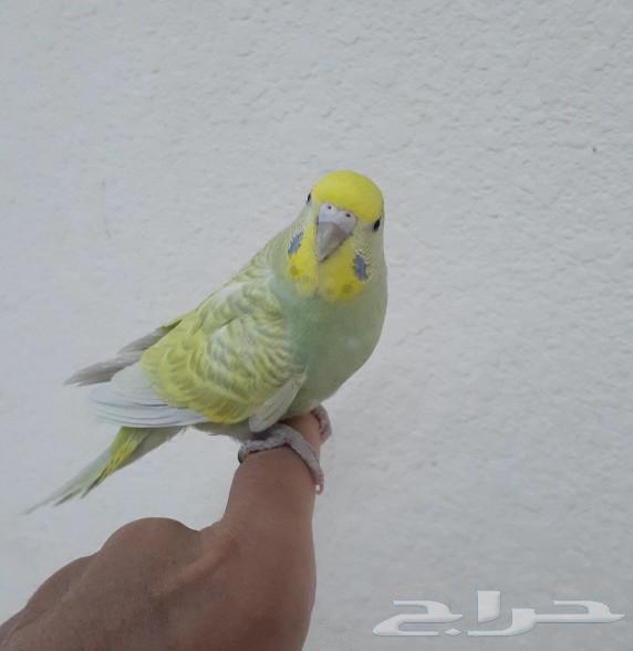 انثى بادجي اليفه جدآ ومنتجه ( تم البيع )63778651415553110