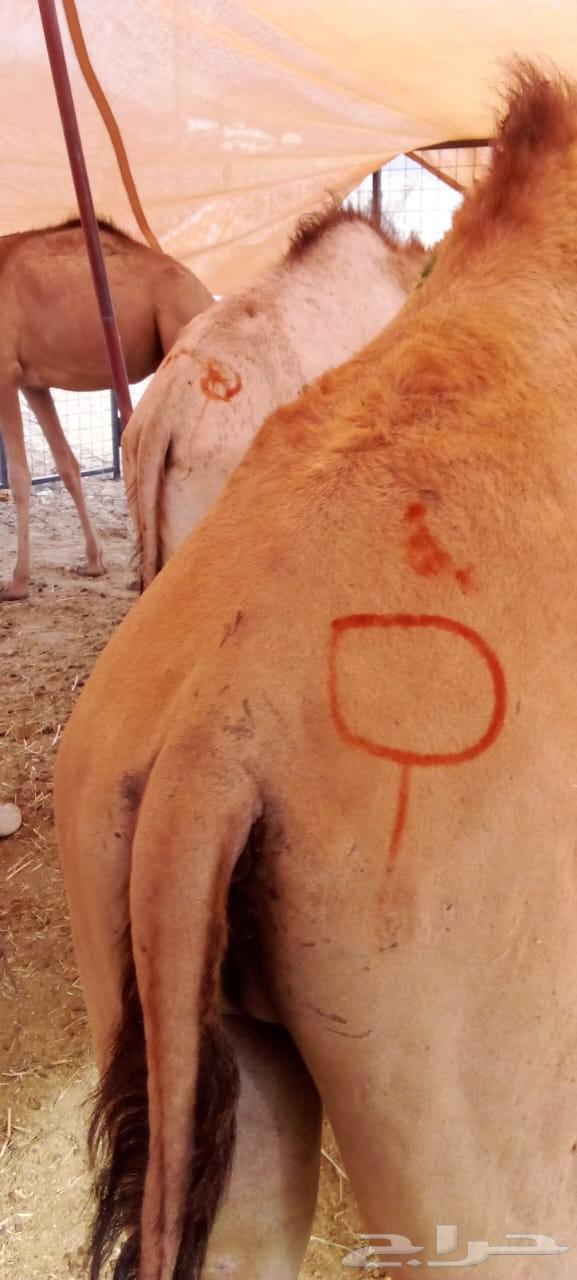 غنم بربري وتيوس صومالي وقعدان وسواكني63787472711169111