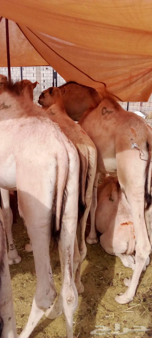 غنم بربري وتيوس صومالي وقعدان وسواكني63787472711169112