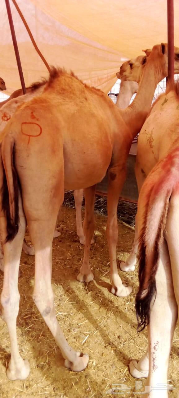 غنم بربري وتيوس صومالي وقعدان وسواكني63787472711169110