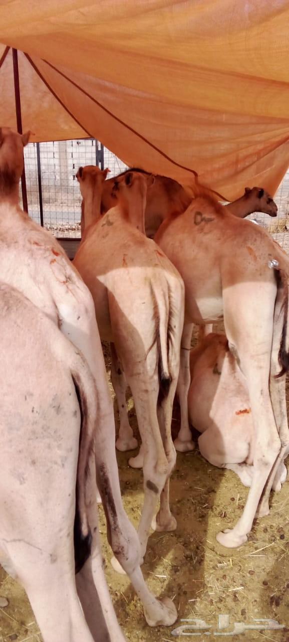 غنم بربري وتيوس صومالي وقعدان وسواكني63787472711169113