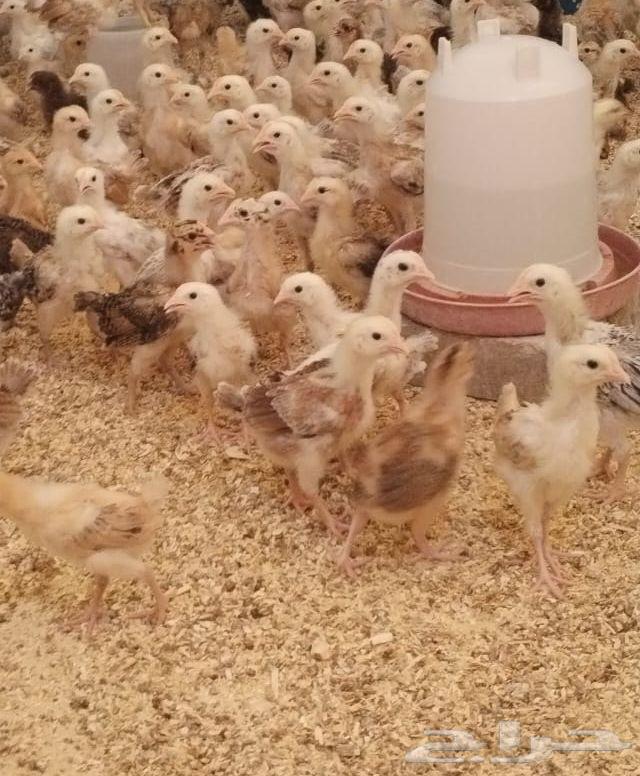 صوص بلدي 25 يوم (تم بيع كامل الكمية)63785767243905113