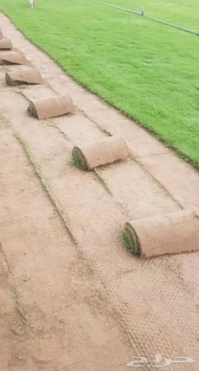 للبيع نجيله خضراء63779271859585113