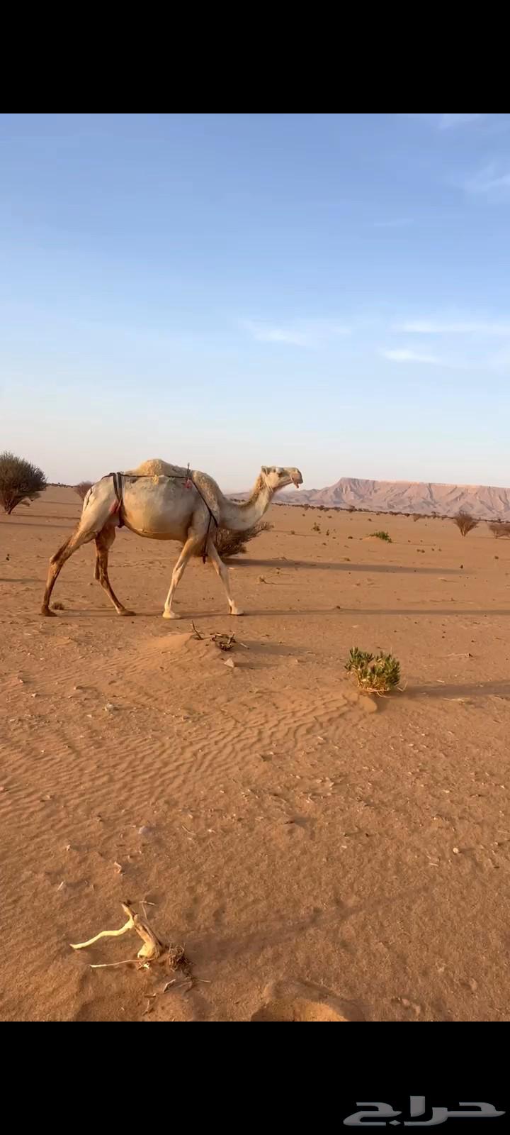للبيع ظروبه السن شاق سليمه العذاريب63779274313089111