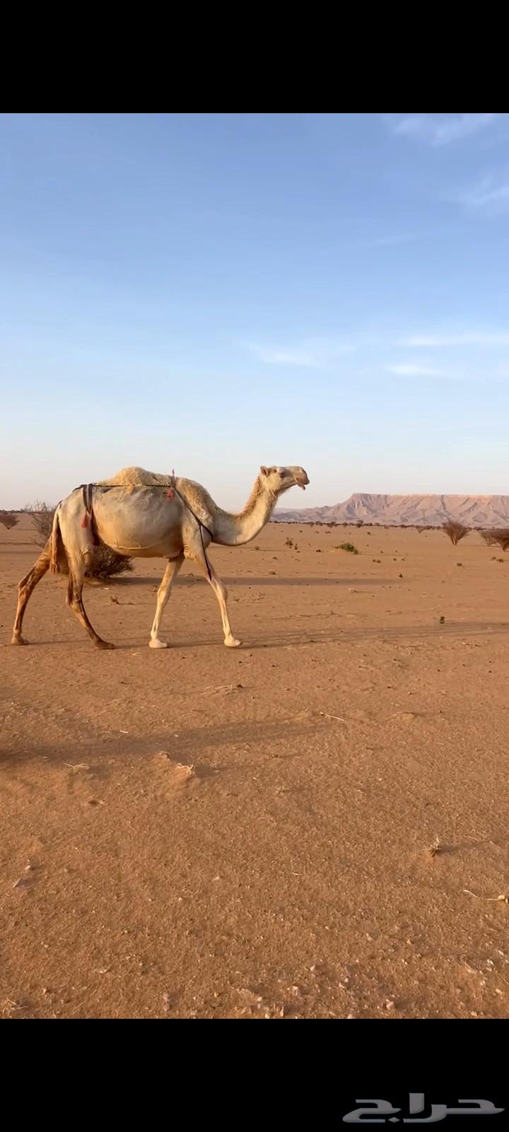 للبيع ظروبه السن شاق سليمه العذاريب63779274313089110
