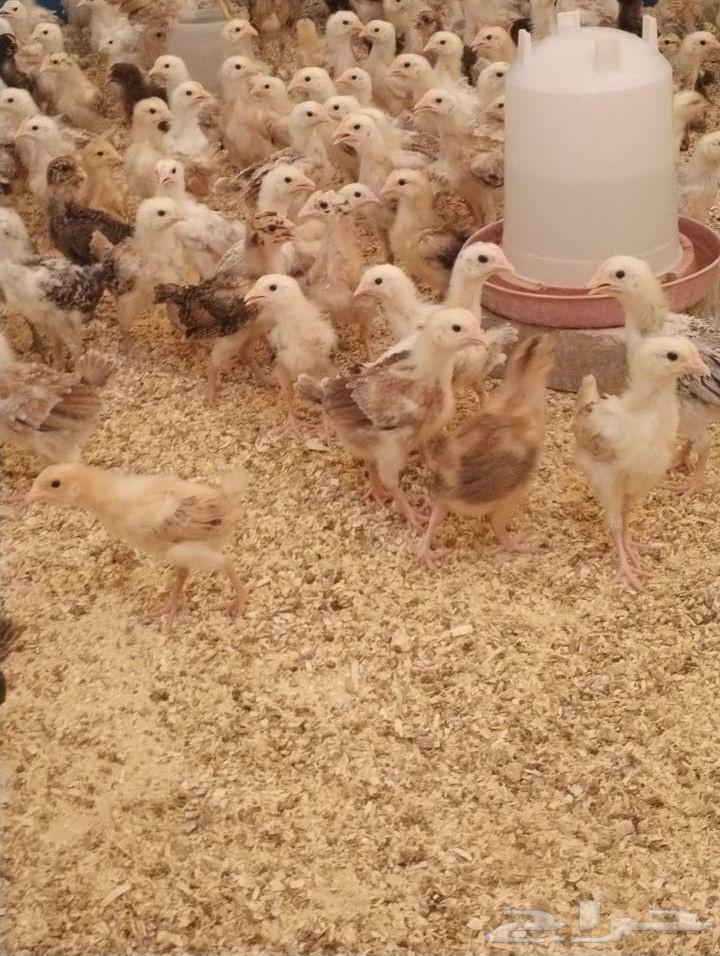 صوص بلدي 25 يوم (تم بيع كامل الكمية)63785767243905112