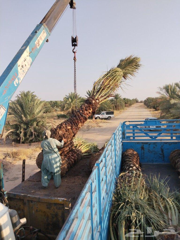نخل طويل للبيع جده نخيل مناظر نخل زينه نخل استراحات63782199092098114