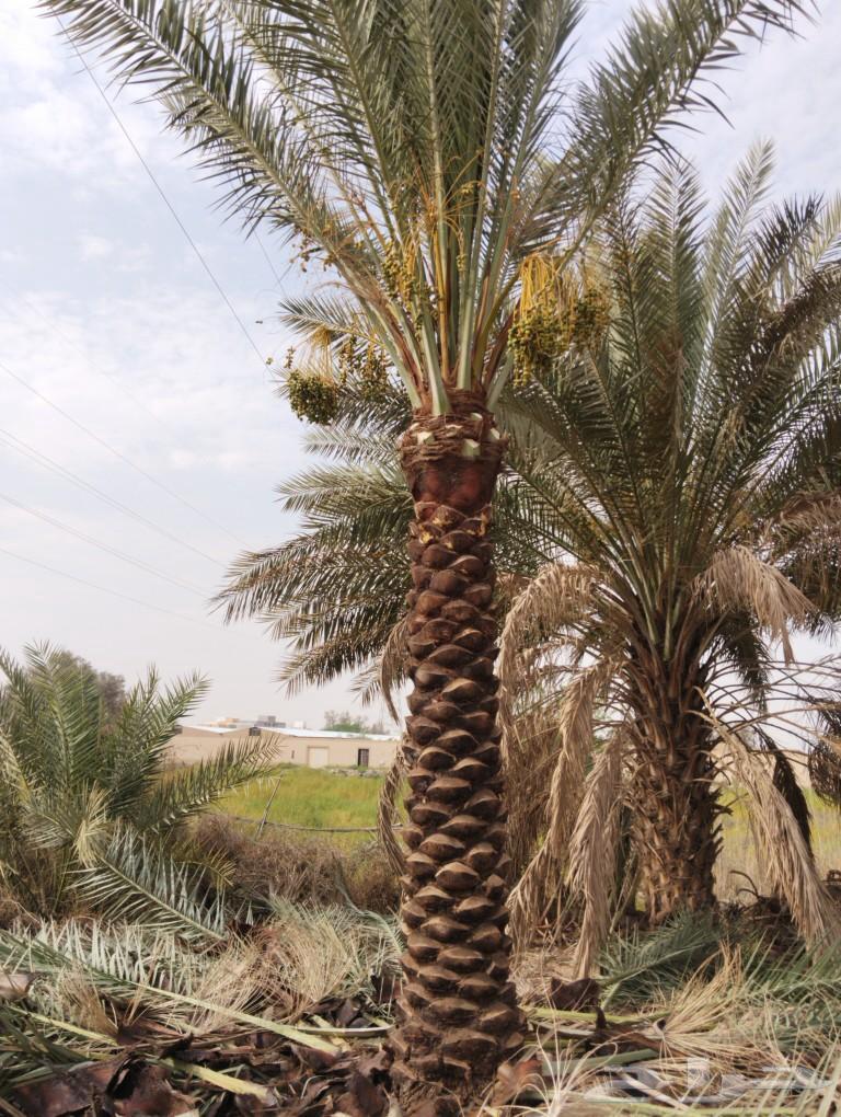 نخل طويل للبيع جده نخيل مناظر نخل زينه نخل استراحات63782199092098110