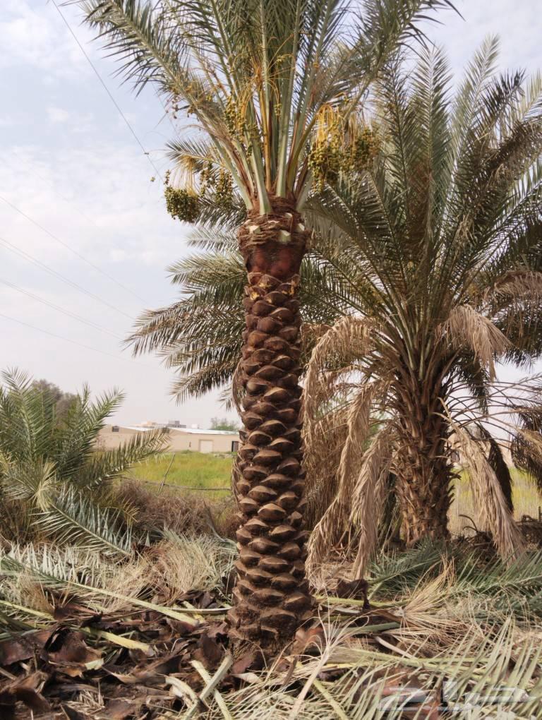 نخل طويل للبيع جده نخيل مناظر نخل زينه نخل استراحات63782199092098113