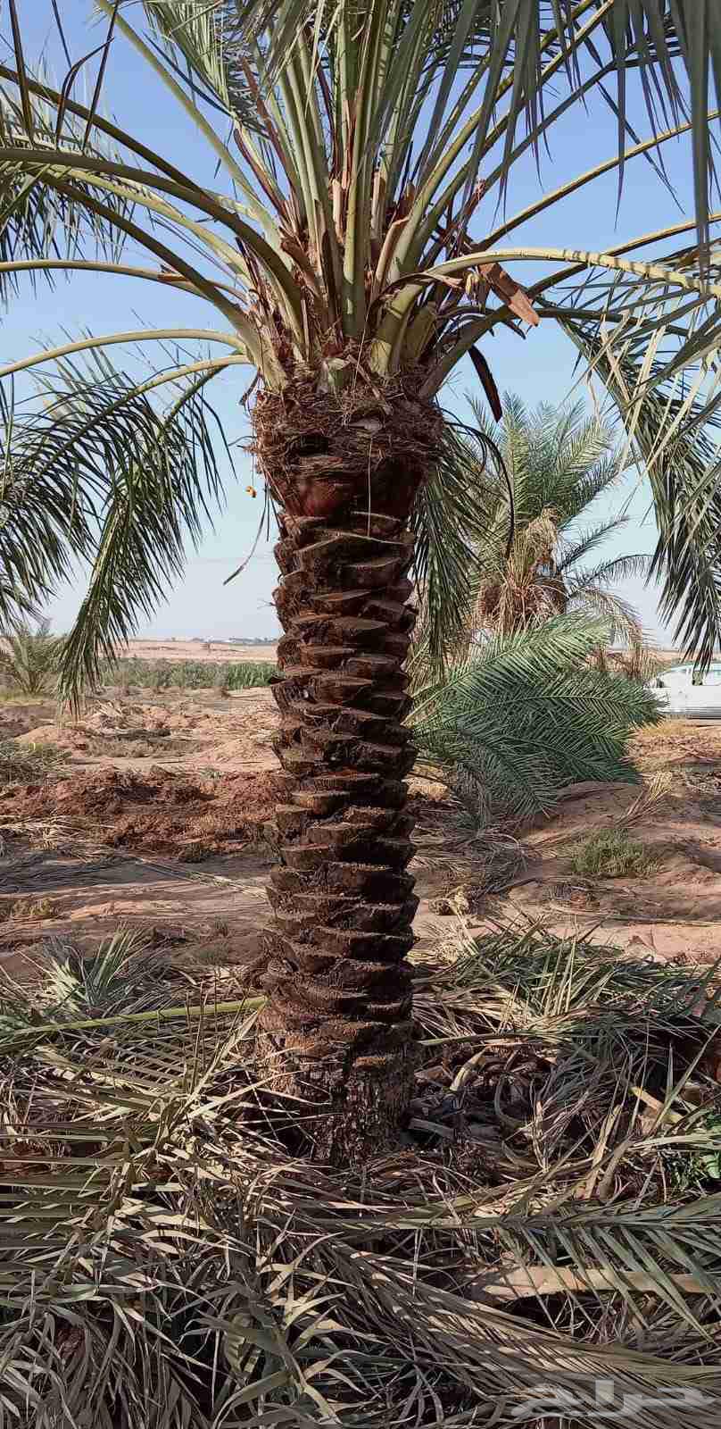 نخل للبيع جده مكه نخل للبيع بجميع انواعه وجميع المقاسات63786628714114114