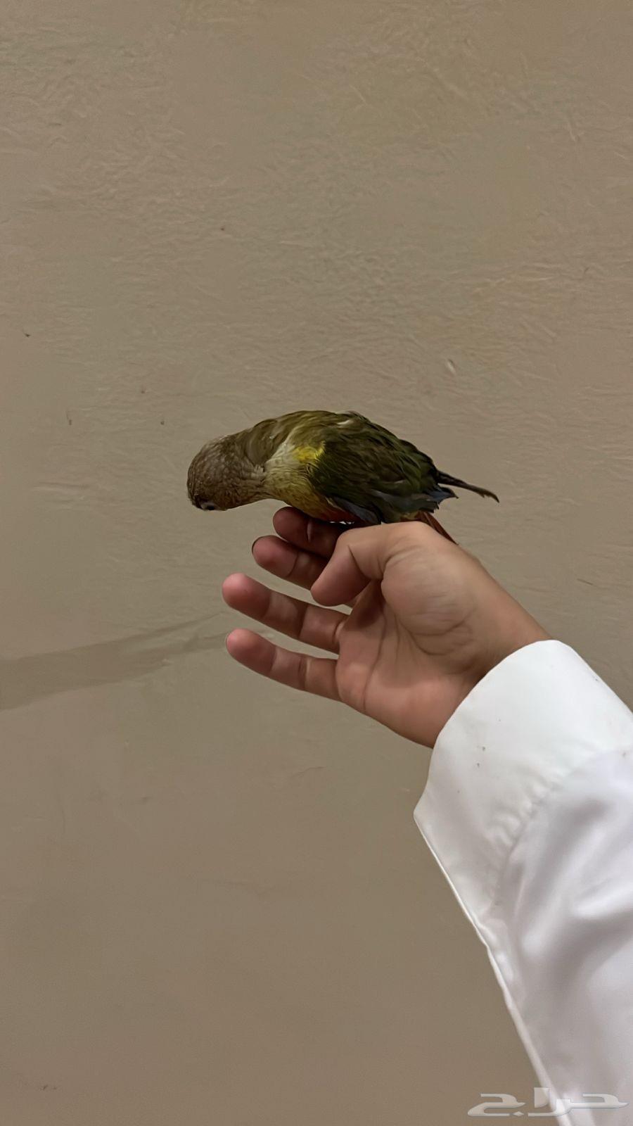عرض ما يتفوت كنيور اليف هدد خارجي.63774107403137112