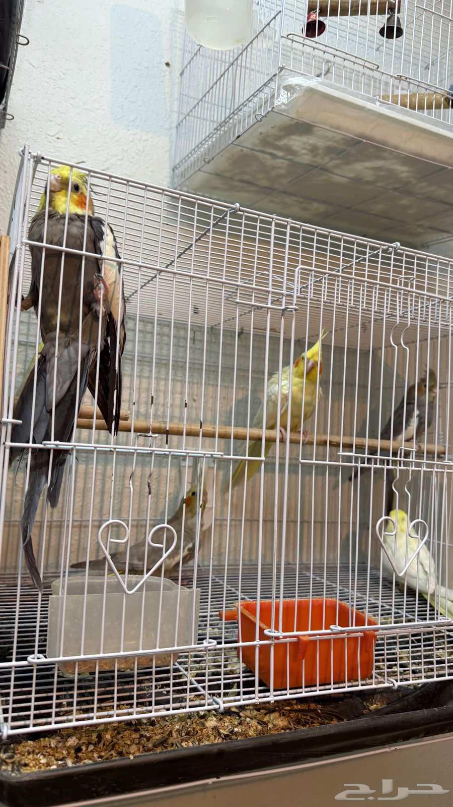 Yellow, gray, and rose cockatiel for sale63667692955521110