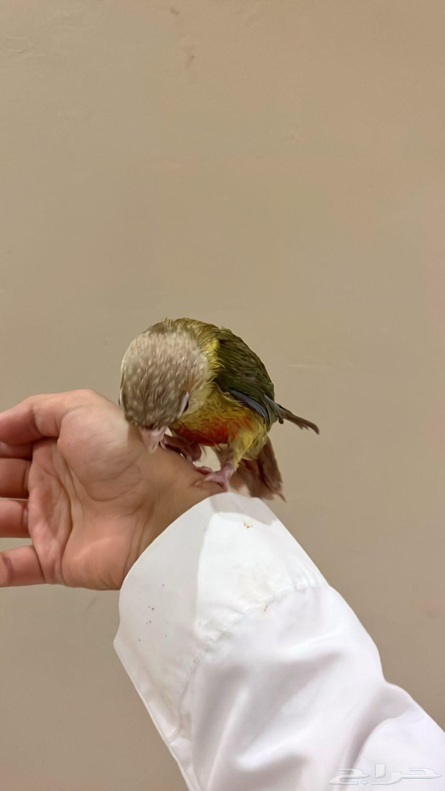عرض ما يتفوت كنيور اليف هدد خارجي.63774107403137110
