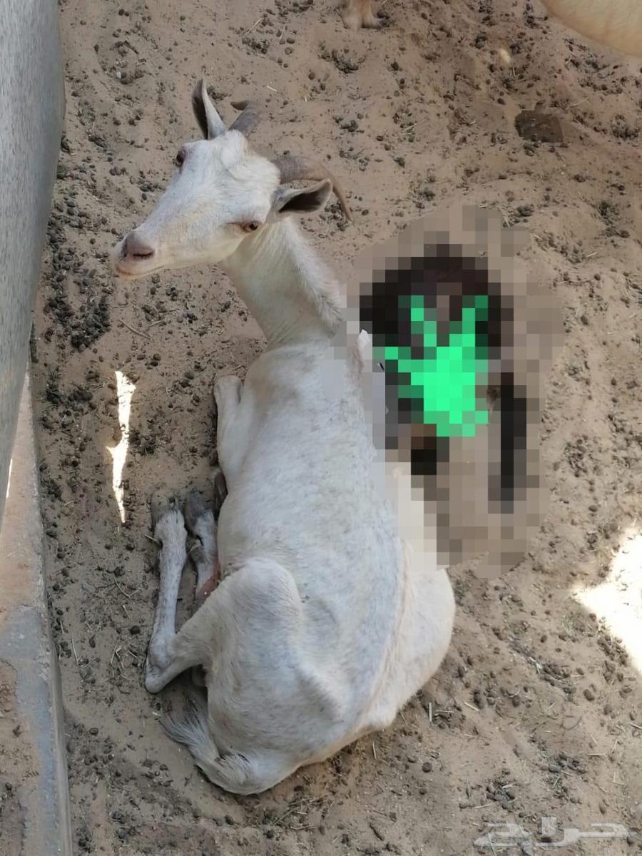For sale, a pregnant she-camel, inseminated a few months ago, healthy and strong, God willing63774900462466110