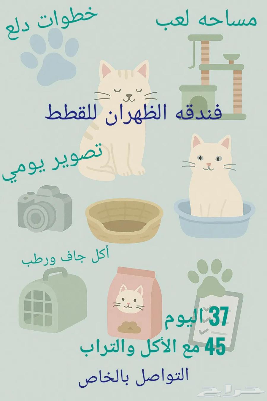 فندقه الظهران للقطط حب رعايه راحه لعب تصوير يومي تشميس63788843288322110