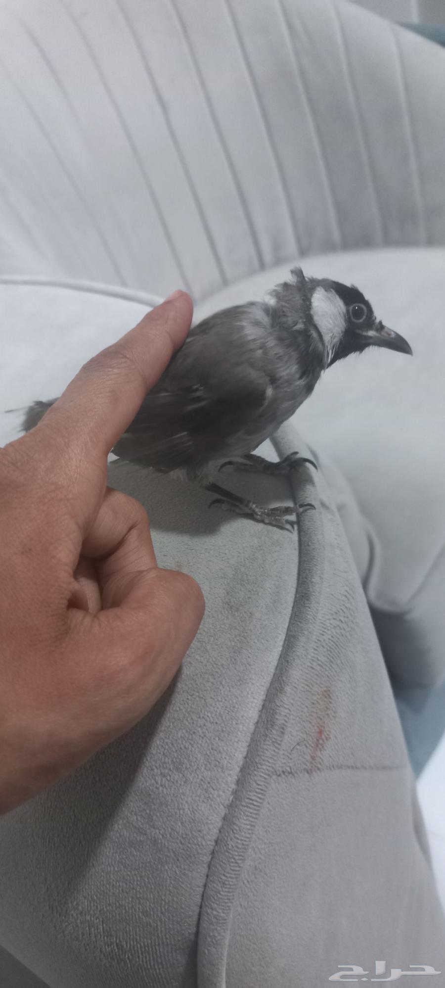 بلبول حساوي63794638191874112