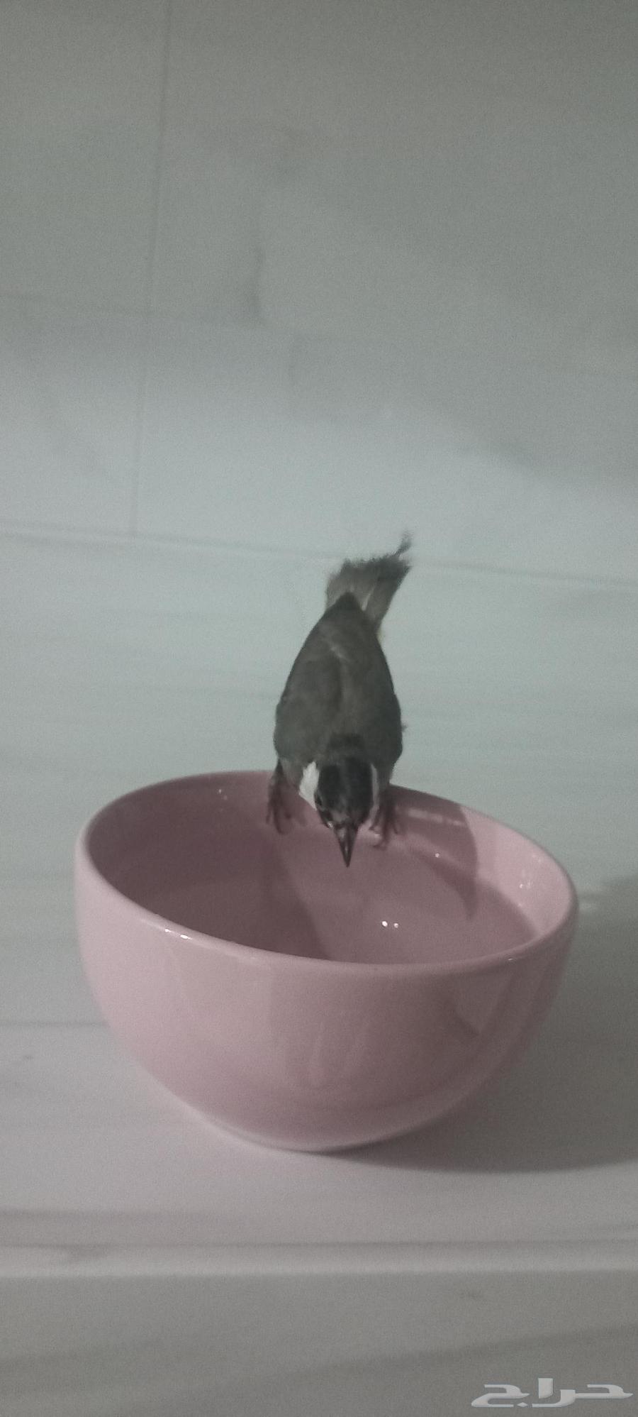 بلبول حساوي63794638191874114