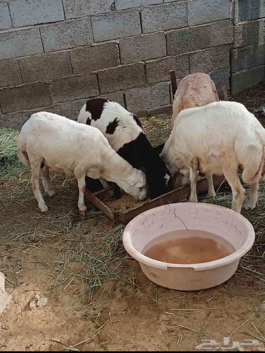 Sheep for sale, quantity 463792112813442110