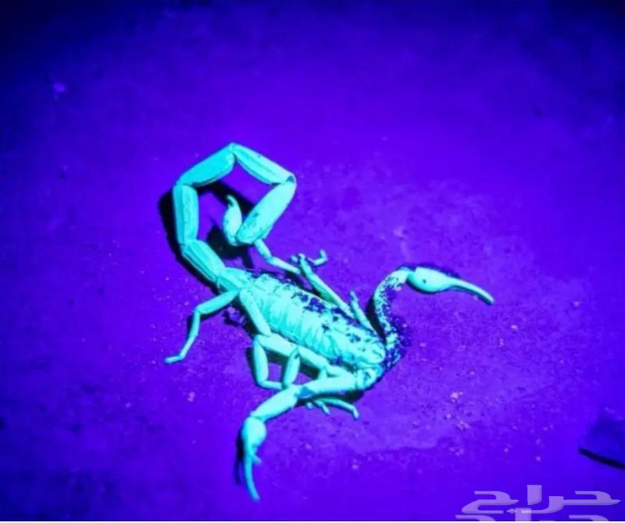 3-in-1 Scorpion Detector63788839962243110