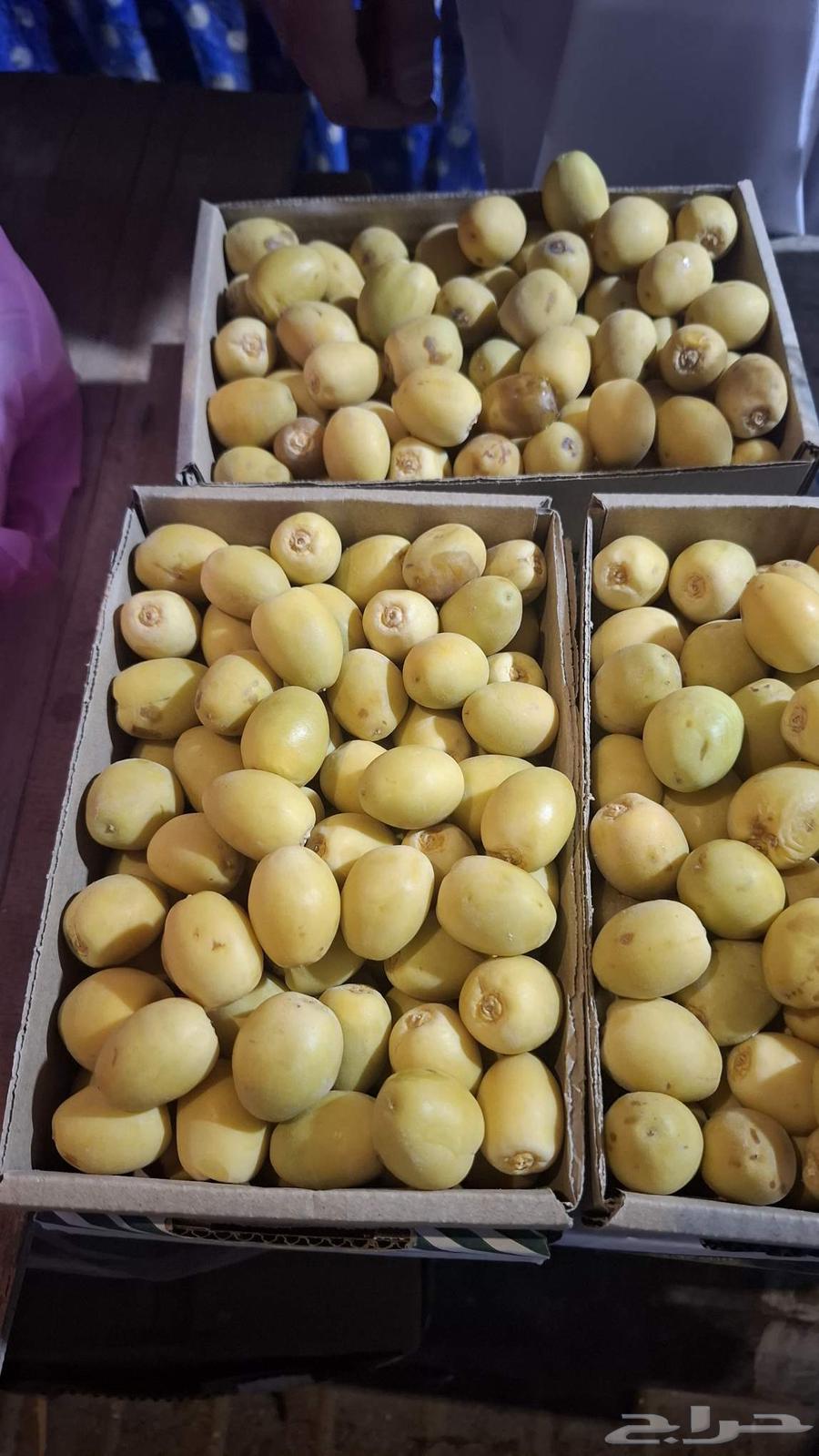 Al-Ahsa Barhi and Hilali Dates63793062220547112