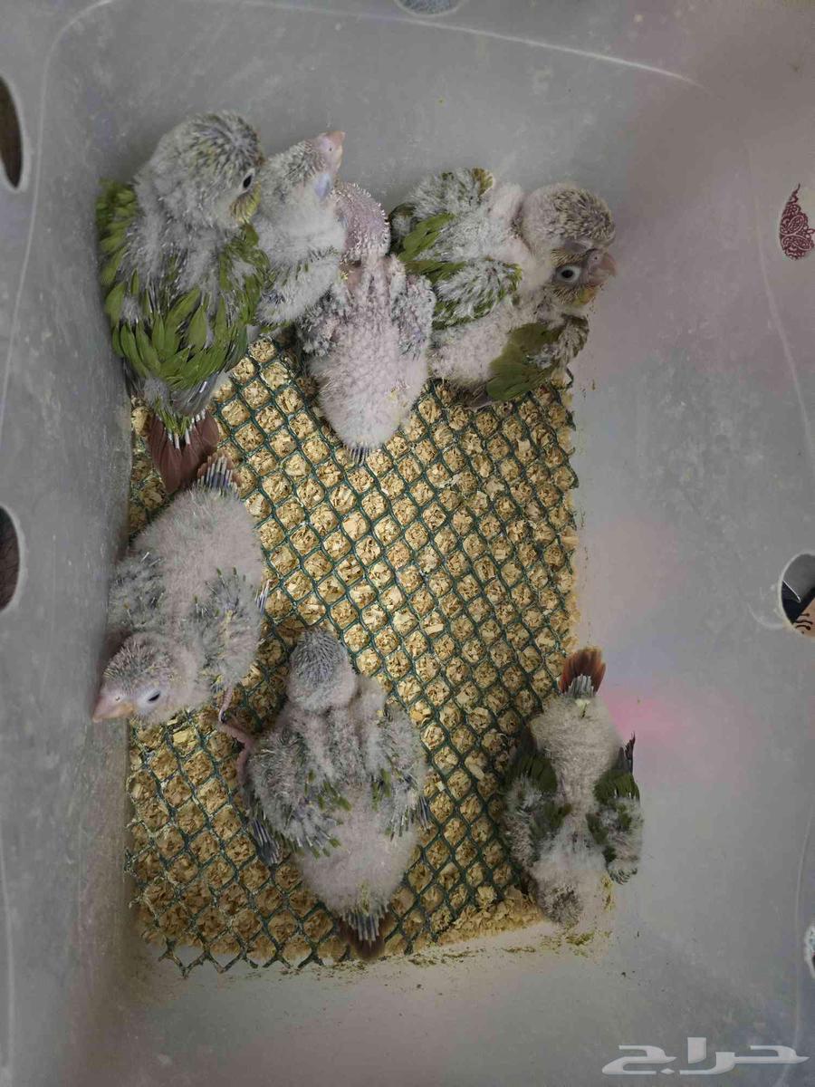 Kanior Chickens and Crowan Chickens63750431972739110