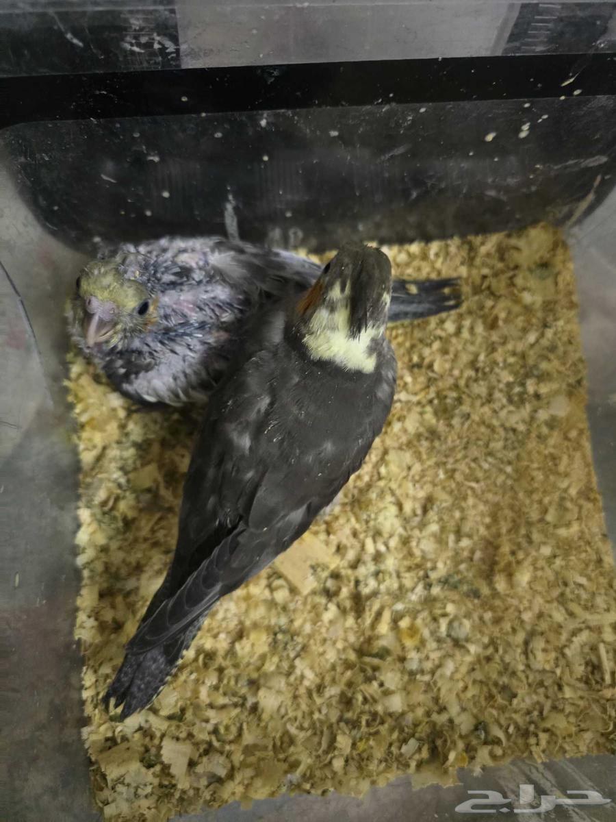 Kanior Chickens and Crowan Chickens63750431972739113