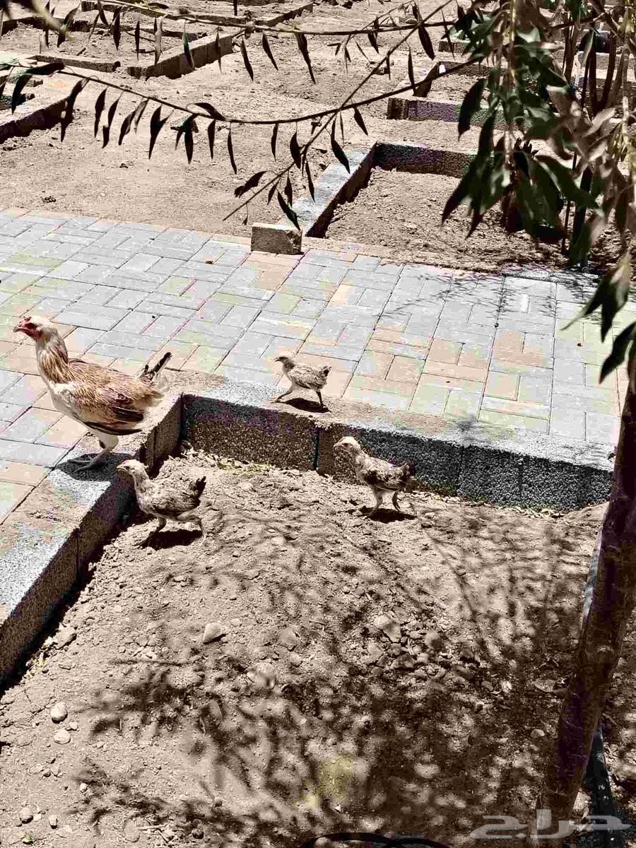Chickens for sale63793266152066112