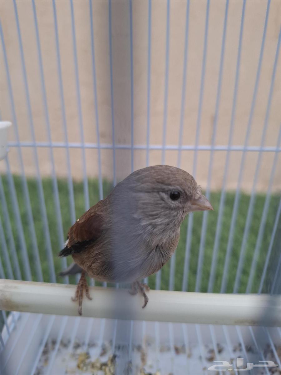 فحل حسون يمني كبيس كناري (( تم البيع ))63798906120322110