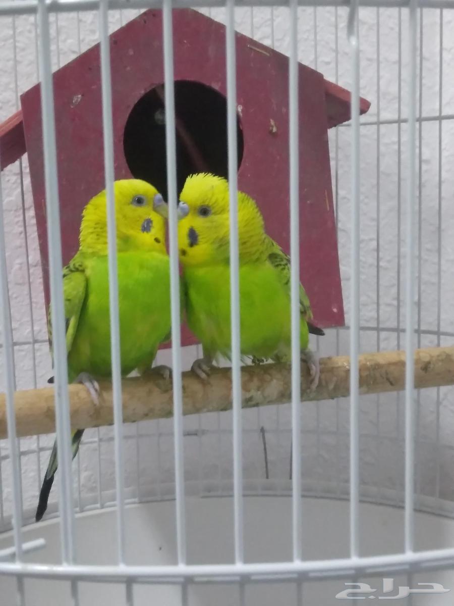 روز وطيور الحب للبيع مع بيضها63789360315905111