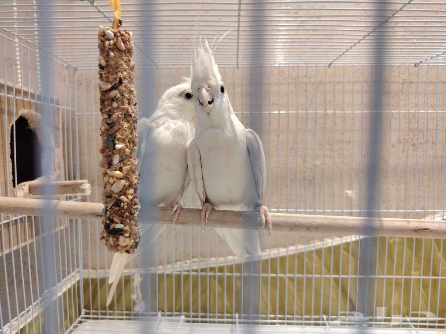 البينو كروان زوج. السعر قابل للتفاوض مع اكل و القفص هديه63792448369922110