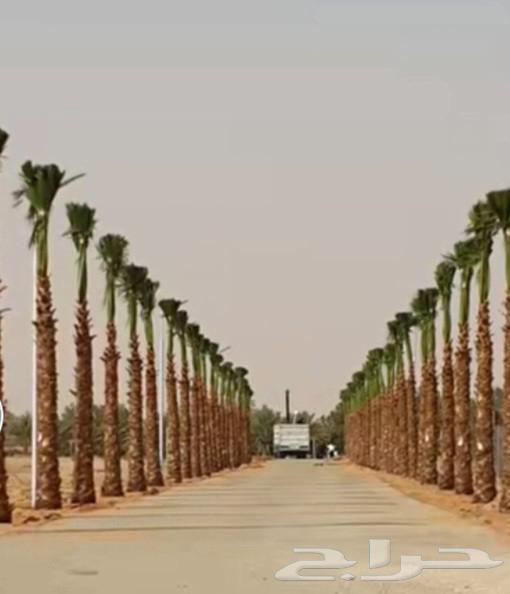 نخيل واشنطني ابو مروحة63797476283907110