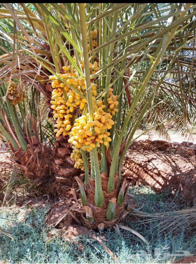 متوفر فراخه مثمرة للبيع جميع الأنواع التوصيل يشمل جميع أنحاء63791420796803110