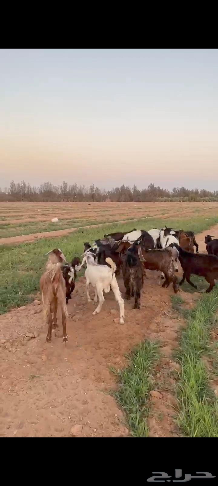 تيوس طيبه للبيع (تم البيع خارج الحراج)63788632928387111