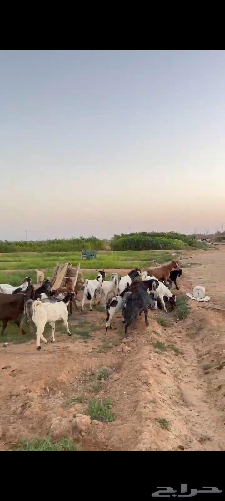 تيوس طيبه للبيع (تم البيع خارج الحراج)63788632928387112
