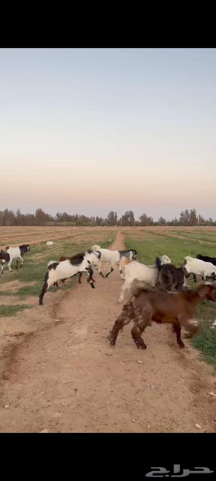 تيوس طيبه للبيع (تم البيع خارج الحراج)63788632928387113
