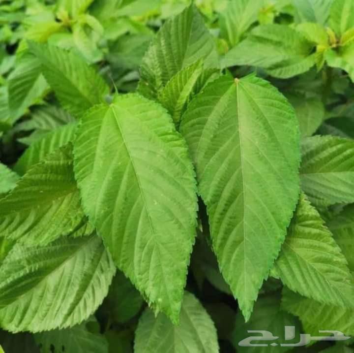 ملوخية جزانية مقطوفة بدون عواد سعر الكيلوة 15ريال ويوجد لدين63791539709186113