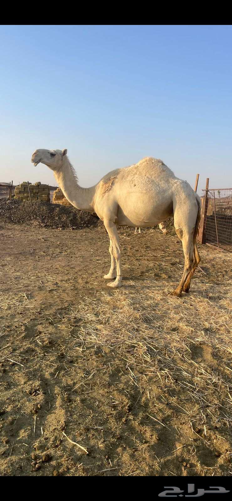 وضحاءضريبه للبيع الحد 9000 تم البيع63799321589251110