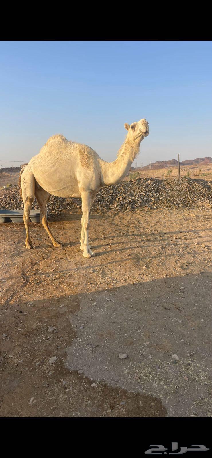 وضحاءضريبه للبيع الحد 9000 تم البيع63799321589251113