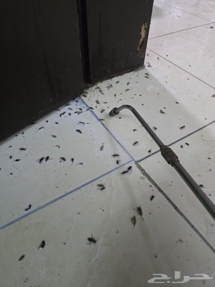 Pest Control Company in Dammam, Khobar, Qatif, Dharan63613374537474113