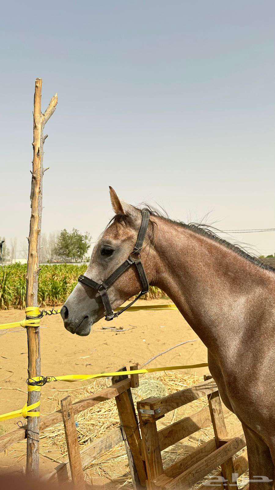 مهر شعبي للبيع . الموقع ناوان شرق المضيلف63791539805313110