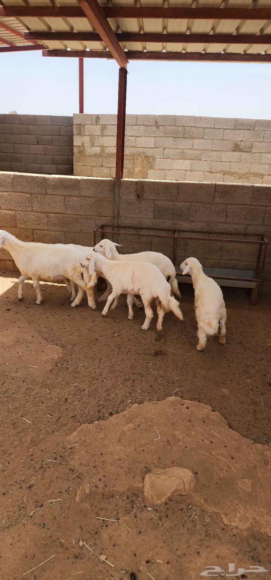بهم للبيع العدد 3 جمله او تفريد63794249385986110