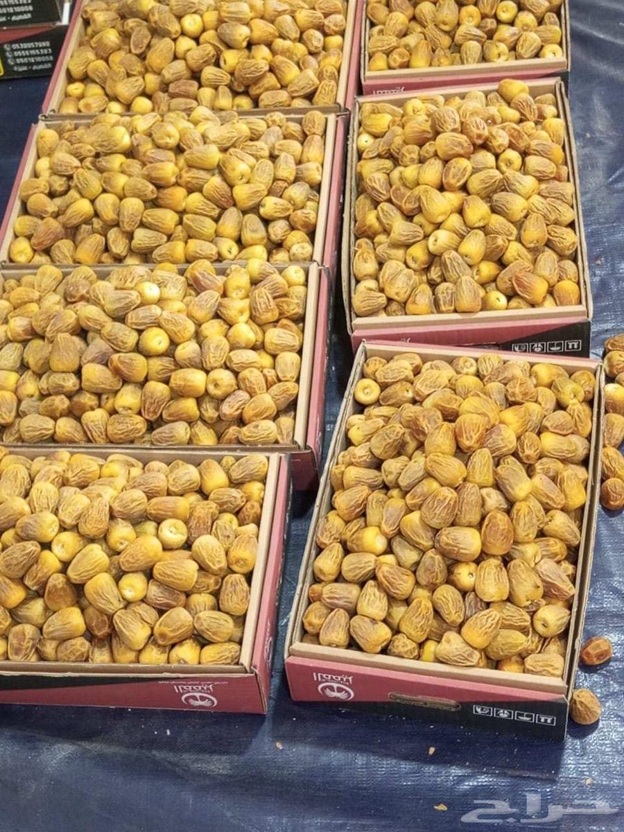 Number One Sukkari Dates63796135512577110