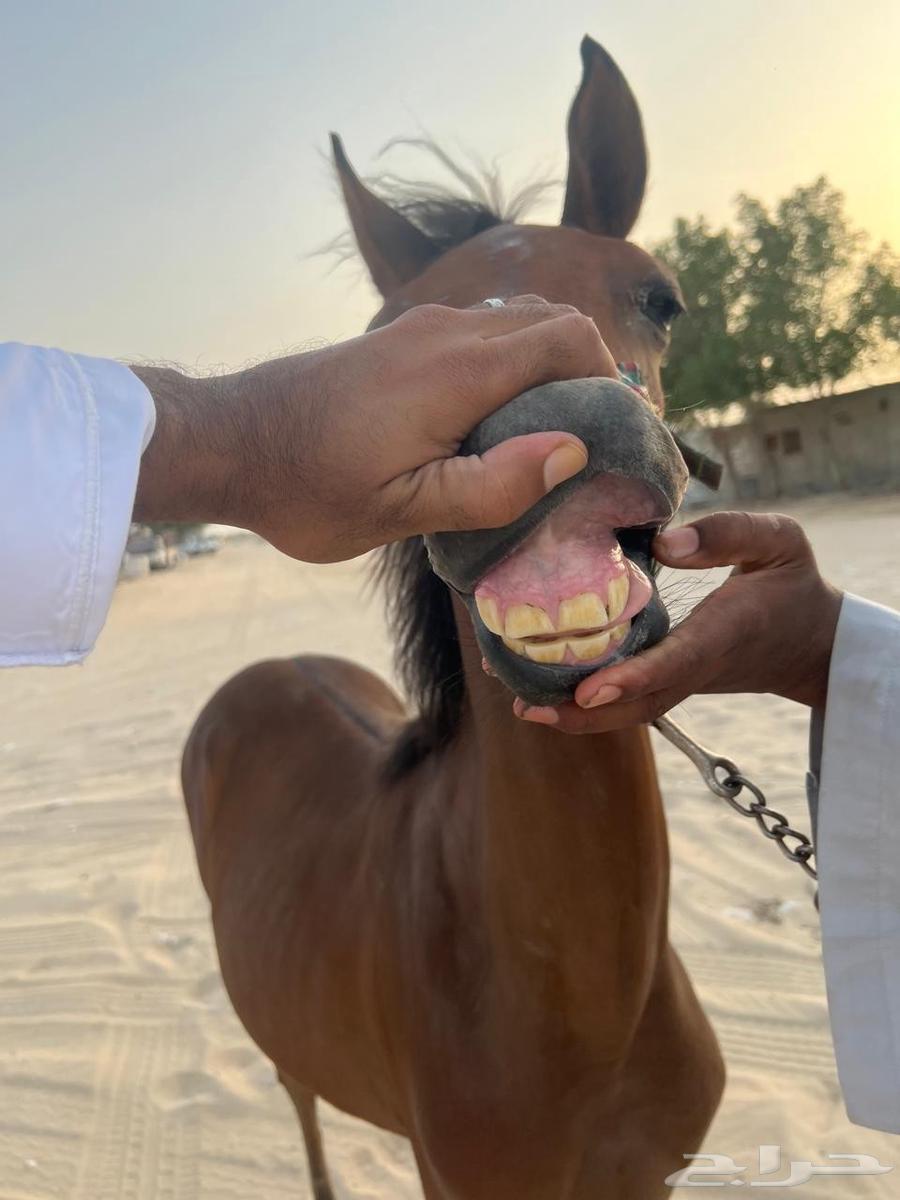مهر شعبي للبيع63791649437059113