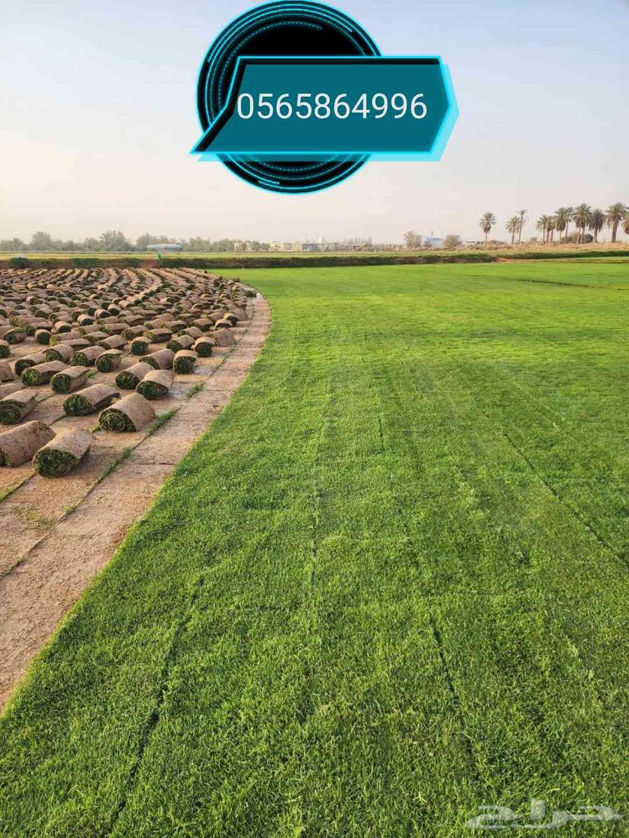 ثيل طبيعي نجيله نجيل طبيعي63396491054849112