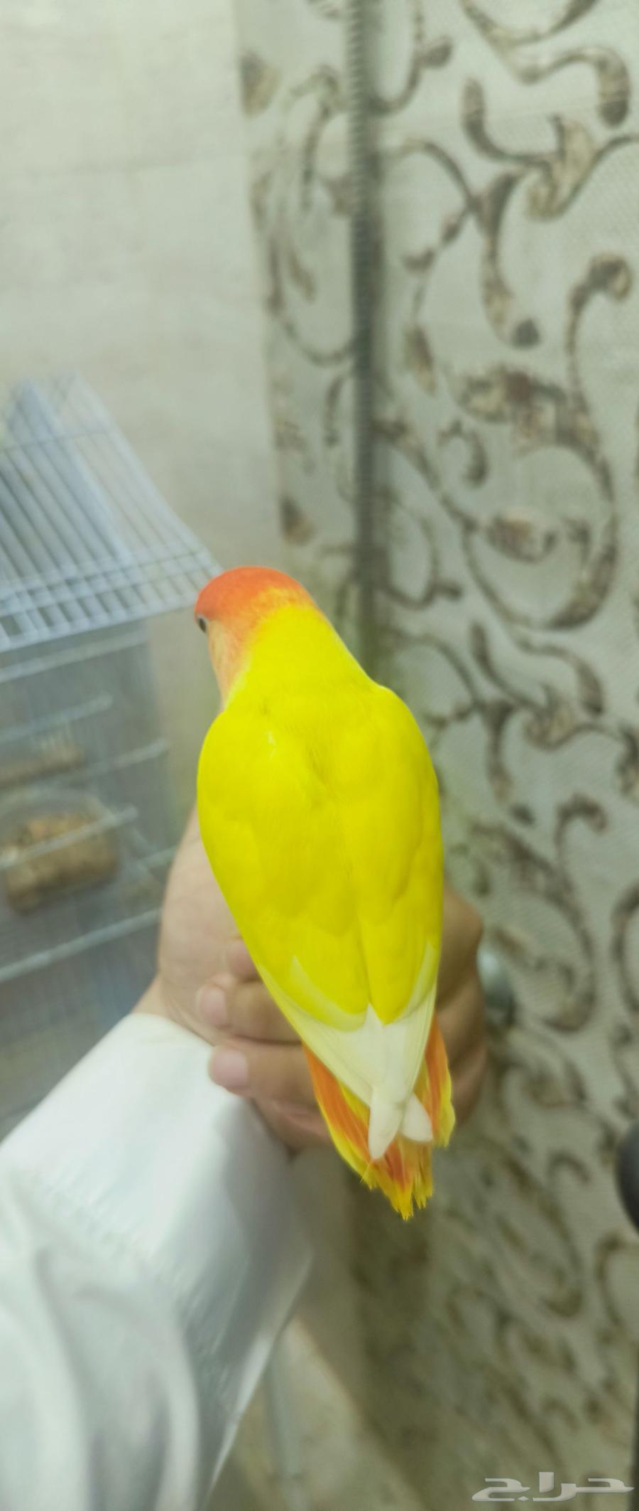 طير روز وفيشر للبيع63396568005377111