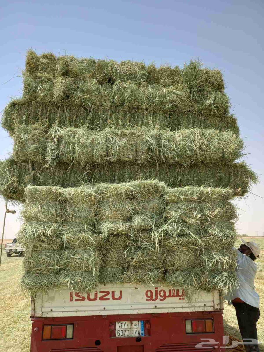 رودس طيب شد ممتاز ناعم وورق مع خدمات التوصيل63396546651779111