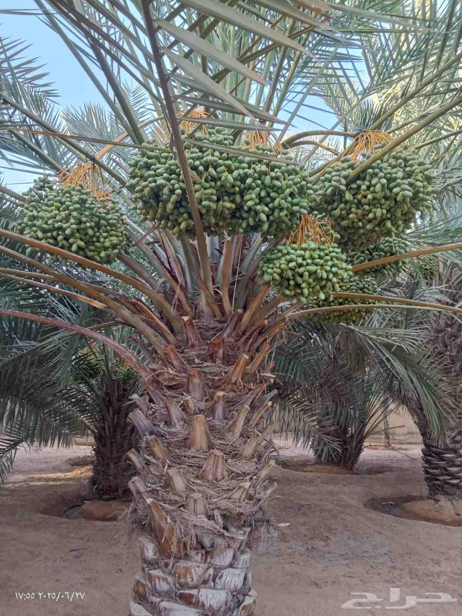 نخيل مثمر للبيع سكري برحي صقعي مجدوله خلاص ملكي63396598354561111