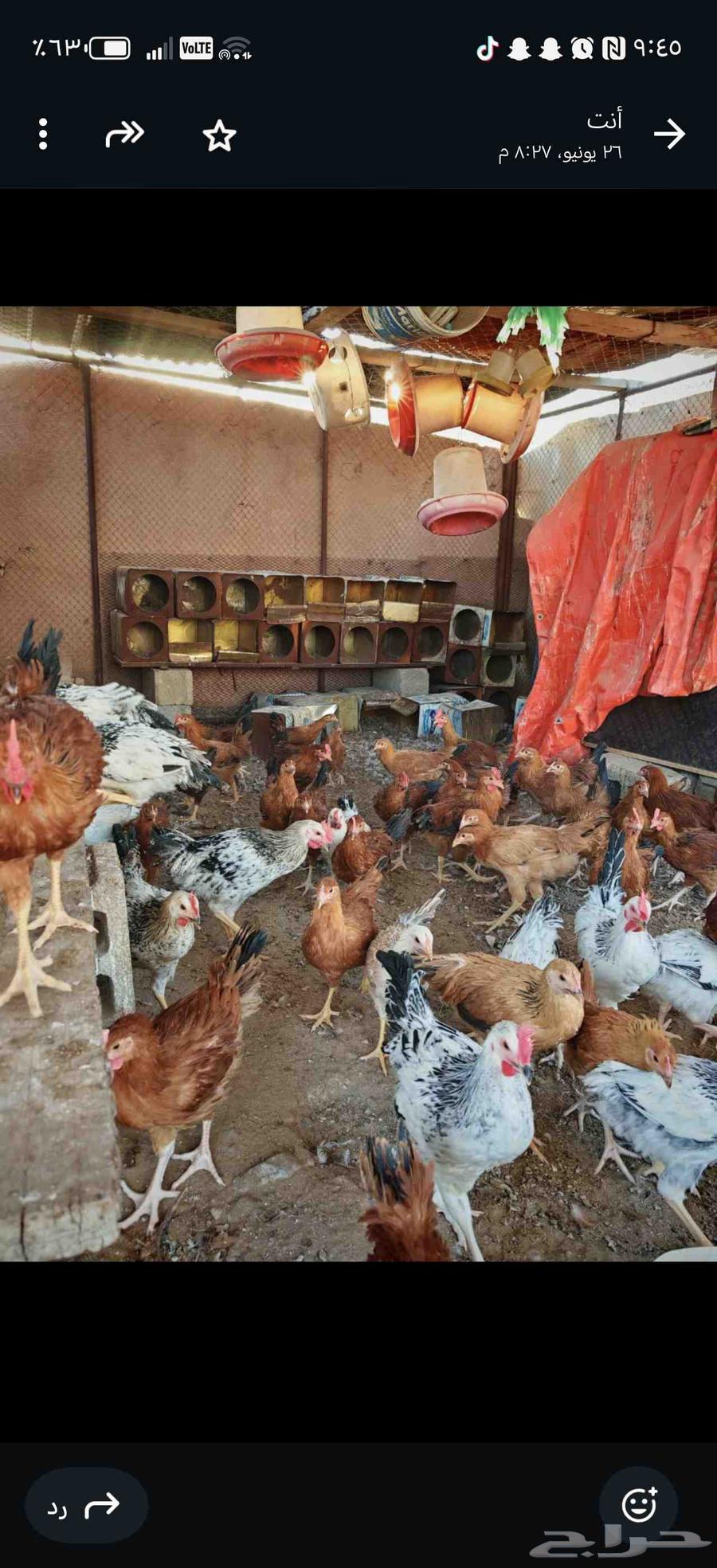 دجاج فرنسي63443283441667111