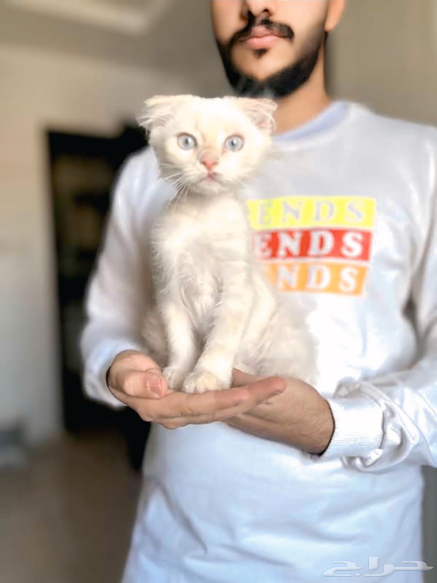 Scotch Fold kittens for sale63012744936451114