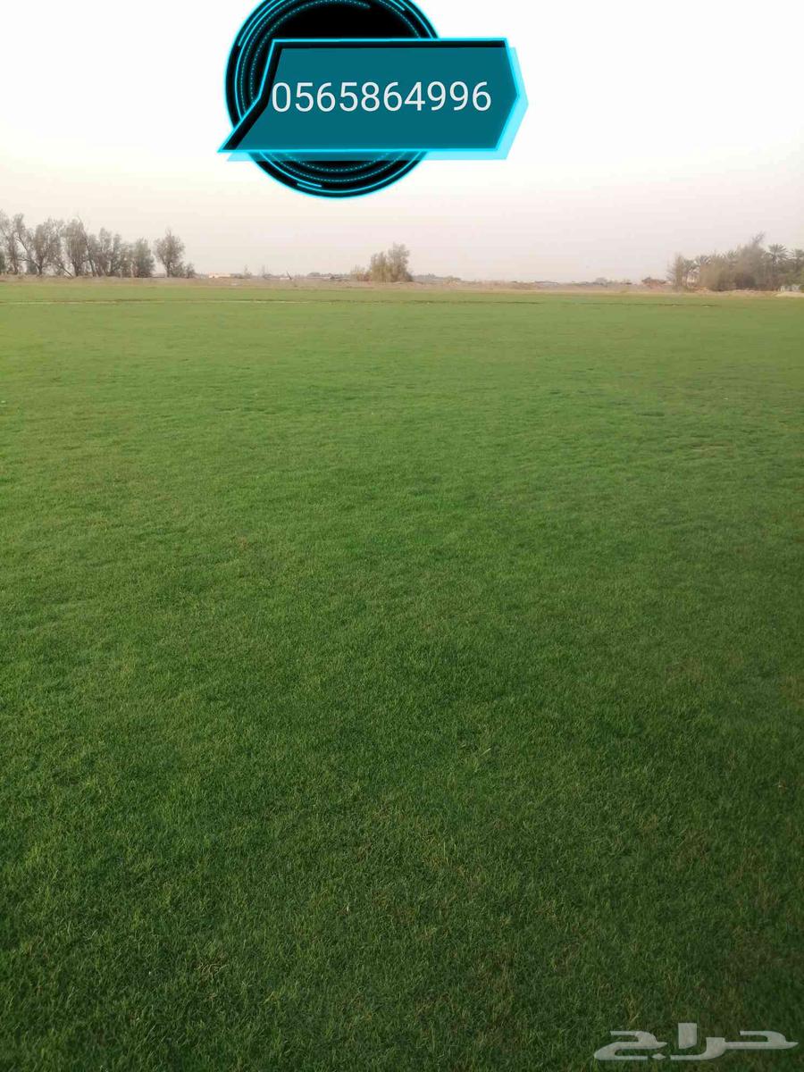 ثيل طبيعي نجيله نجيل طبيعي63396491054849114